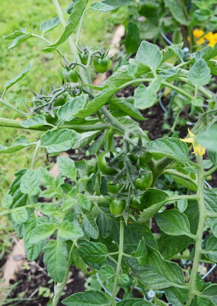 Tomates verdes escuros crescendo em uma planta de tomate cereja — Fotografia de Stock