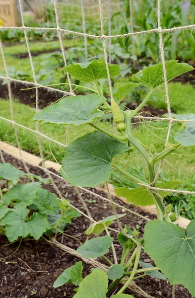 Climbing gourd plant supported on twine netting — Stock Photo, Image