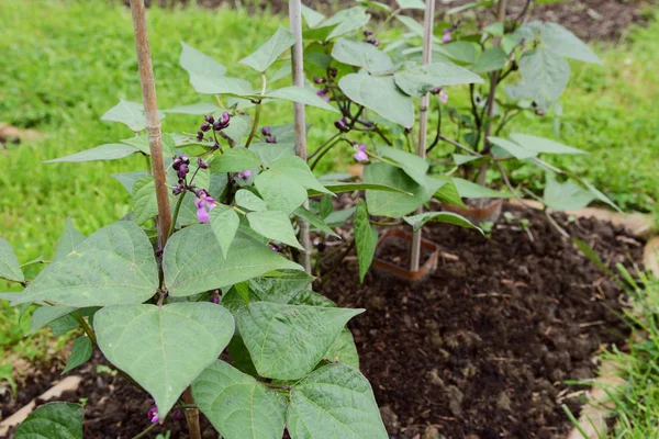 Plantas de frijol francés enano apoyadas por cañas de bambú — Foto de Stock