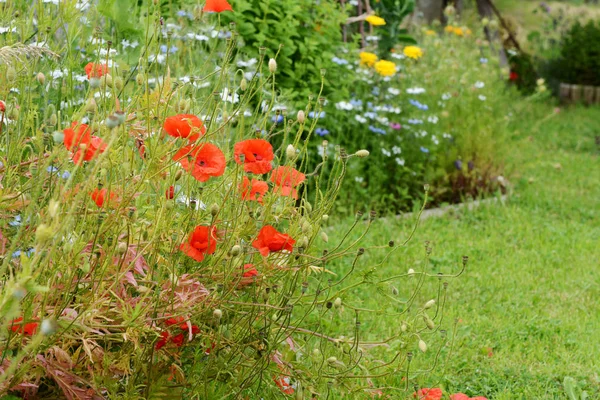 Papoilas de campo vermelhas contra um contexto de flores — Fotografia de Stock