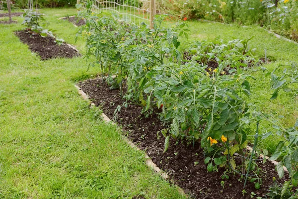 Fila de plantas de tomate cereza creciendo en una parcela — Foto de Stock