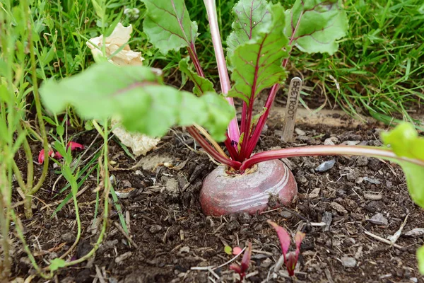 Remolacha grande creciendo en un lecho vegetal — Foto de Stock