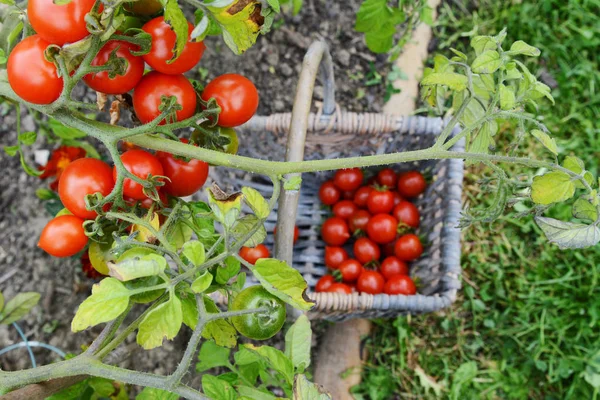 Röda och gröna tomater på vinstockar ovanför en korg — Stockfoto