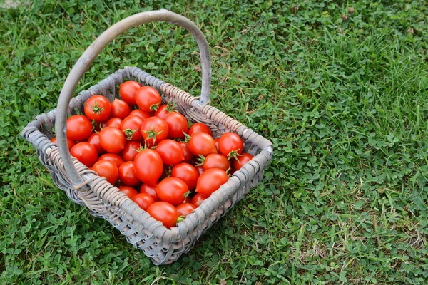 Cesta cheia de tomates cereja em uma horta — Fotografia de Stock