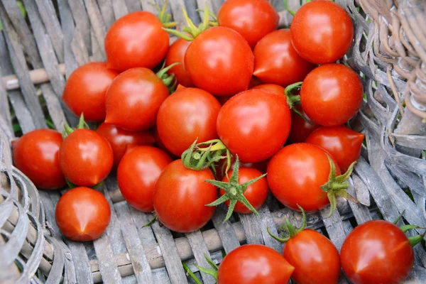 Tomates maduros recién recogidos en la esquina de una canasta — Foto de Stock