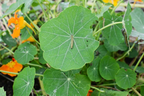 Large white caterpillar on a green nasturtium leaf — Stock Photo, Image