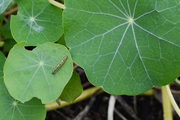 Small cabbage white caterpillar crawls across a nasturtium leaf