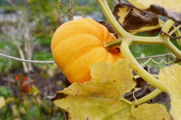 Piccolo Jack Be Piccola zucca cresce su una vite all'inizio dell'autunno — Foto Stock