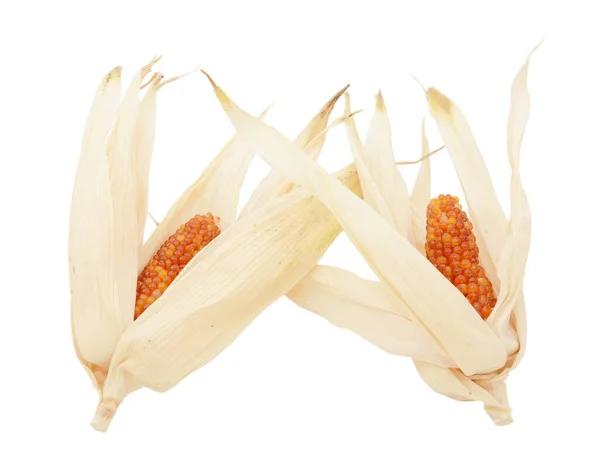 Dos mazorcas de maíz indio ornamental con trozos rojos —  Fotos de Stock