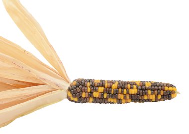 Ornamental maize cob  with black, brown and yellow niblets clipart