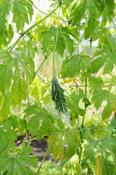 Spined bitter gourd growing on a leafy vine — Φωτογραφία Αρχείου