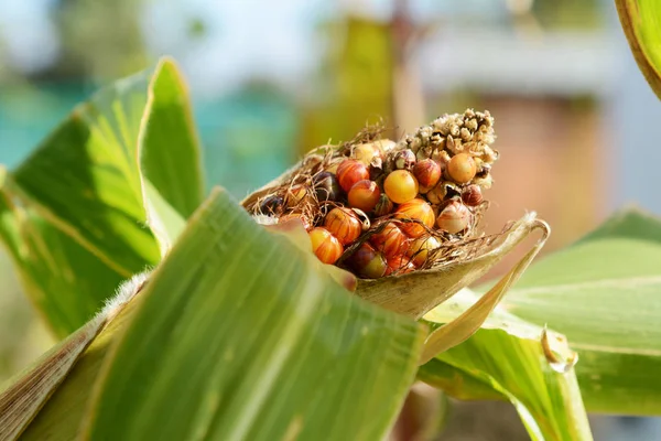 Multi-coloured sweetcorn niblets above husk of the maize cob — 스톡 사진