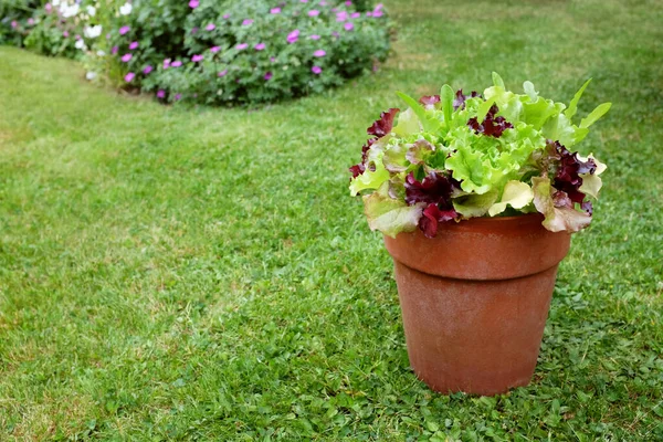 Flower Pot Mixed Lettuce Plants Red Green Salad Leaves Ready — Stock Photo, Image