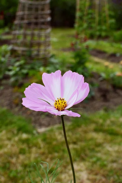ピンクと白の花弁を持つシングルコスモスペパーミントロックの花は 割り当て庭で成長します — ストック写真