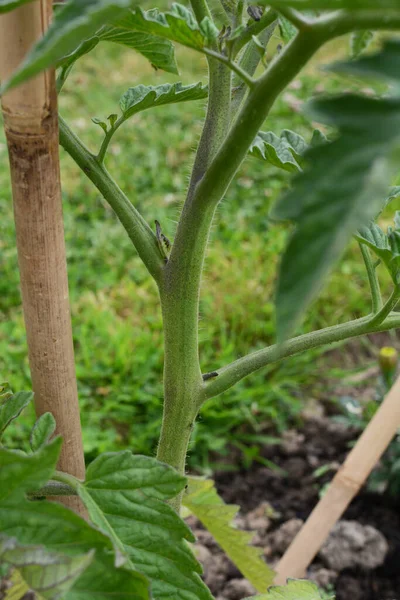 Kleine Seitentriebe Die Einer Tomatenpflanze Zwischen Den Stämmen Einer Unbestimmten — Stockfoto