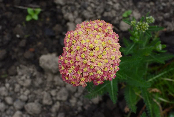 Cabeça Flor Achillea Appleblossom Flores Rosa Escuras Compactas Acima Folhagem — Fotografia de Stock