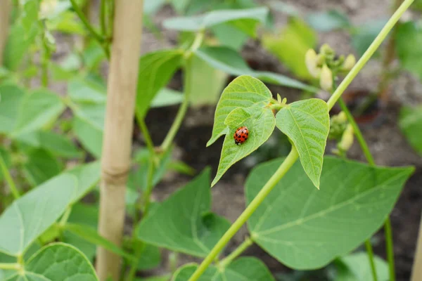 Harlekin Marienkäfer Harmonia Axyridis Auf Dem Blatt Einer Bohnenranke Einem — Stockfoto