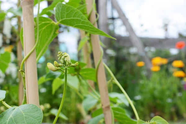 Brotes Flores Blancas Cremosas Una Vid Frijol Wey Runner Escalando — Foto de Stock