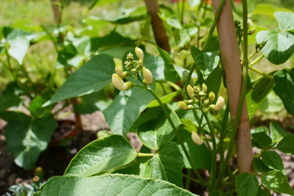 Witte Bloemknoppen Van Een Wey Runner Boon Plant Bladverliezende Wijnstok — Stockfoto