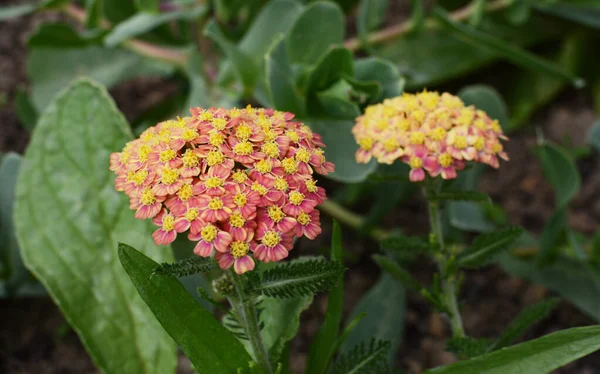 Achillea Apricot Захоплюючі Квіти Пухнастим Листям Пряна Серед Зеленого Листя Стокова Картинка