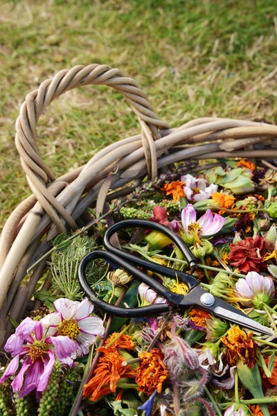 Basket Dead Flower Blooms Seed Heads Retro Florist Scissors — Stock Photo, Image