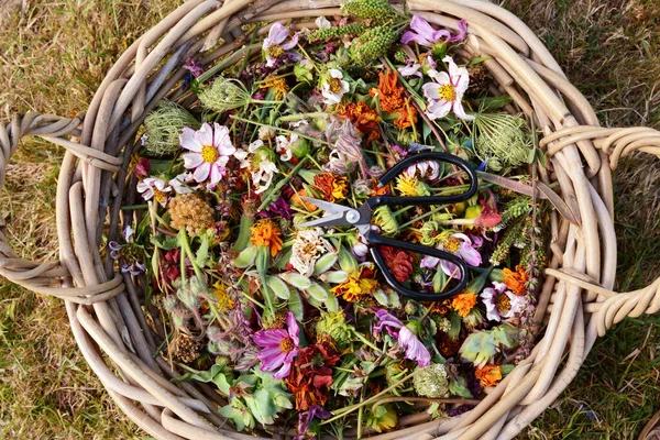 Geweven Mand Vol Doodshoofdige Bloemen Kisten Met Tuinschaar Van Bovenaf — Stockfoto