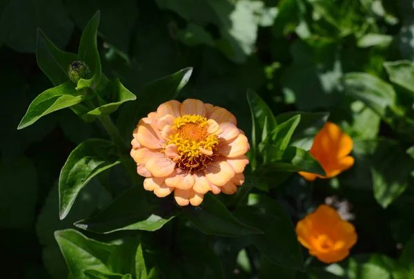 Persikofärgad Zinnia Oklahoma Blomma Mot Grön Bladbakgrund Grönskande Ljus Zinnia — Stockfoto