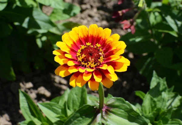 Ljusfärgad Gul Och Röd Zinnia Whirligig Blomma Solig Rabatt — Stockfoto