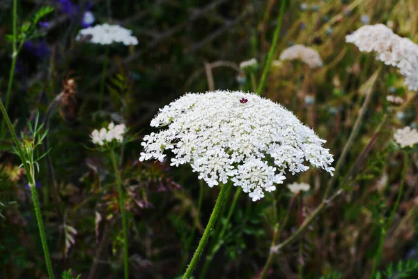 Prezzemolo Mucca Cerfoglio Selvatico Grappolo Ombrello Delicati Piccoli Fiori Bianchi — Foto Stock