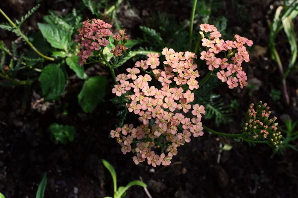 Yarrow Achillea Appleblossom Com Pequenas Flores Rosa Crescendo Luz Dappled — Fotografia de Stock