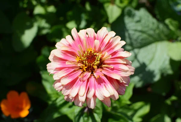 Рожева Квітка Zinnia Whirligig Тлі Зеленого Листя Zinnia Elegans — стокове фото
