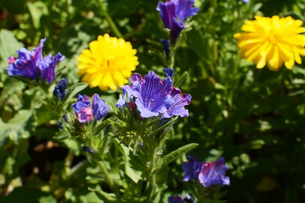 Viper Bugloss Wildflower Blue Blooms Growing Flower Bed Alongside Yellow — Stock Photo, Image