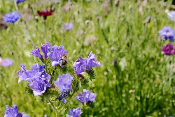 Close Shrill Carder Bee Gathering Nectar Pollen Blue Viper Bugloss — Stock Photo, Image