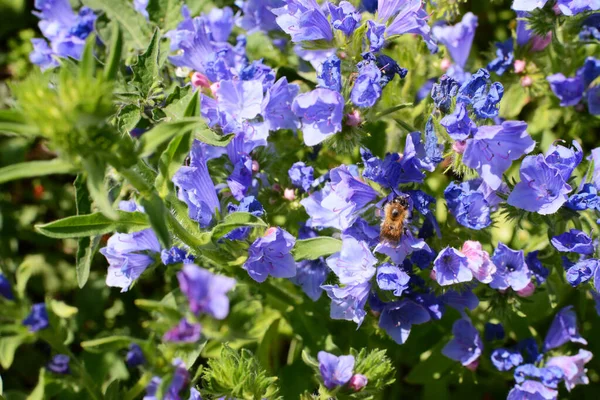 Shrill Carder Bee Feeding Blue Viper Bugloss Flowers Wildflower Garden — Stock Photo, Image