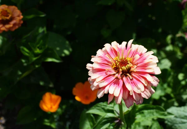 Світло Рожева Квітка Цинія Вирліг Пелюстками Цвітуть Літньому Сонячному Світлі — стокове фото