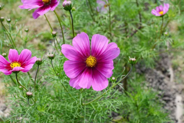 きれいな2トーンのピンクのコスモスの花 ドワーフ感覚 コスモスのバイピナス フロンディグリーンの葉の上に他の花で成長 — ストック写真