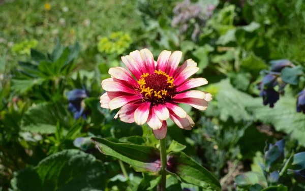 Квітка Zinnia Whirligig Різнокольоровими Рожевими Пелюстками Квітуть Пишному Садовому Тлі Стокове Зображення