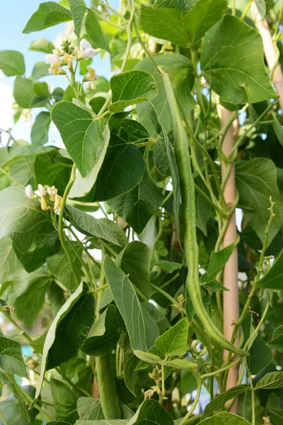 Langläufer Bohne Sorte Wey Zwischen Üppigem Laub Und Weißen Blüten — Stockfoto