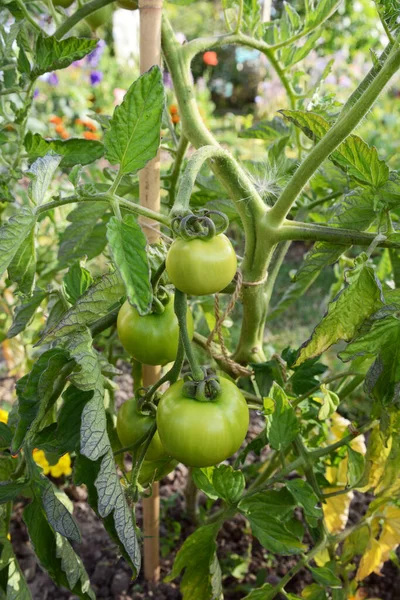 Gröna Omogna Ferlinektomater Växer Vinstocken Från Obestämd Tomatplanta Landsbygden Solanum — Stockfoto