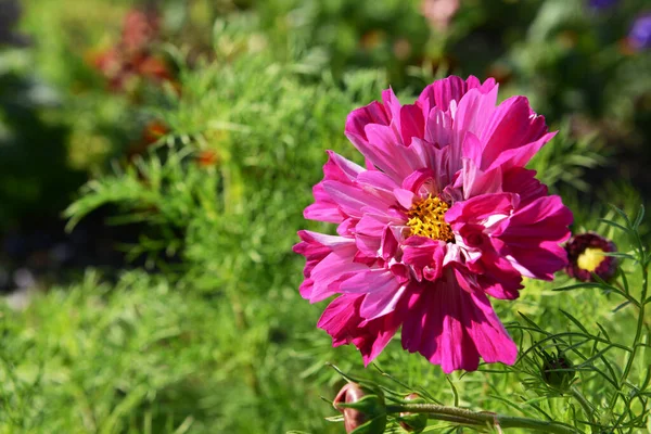 Rosa Och Magenta Dubbelklicka Kosmos Blomma Blommar Solsken Ovanför Frondy — Stockfoto