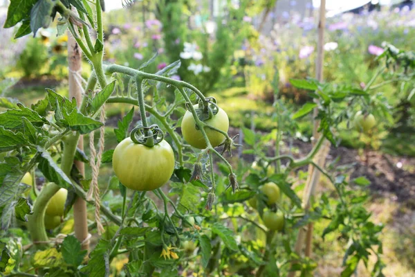 Ferline Planta Tomate Cordón Con Fruta Verde Que Crece Exuberante — Foto de Stock