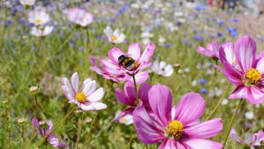 Bumble bee taking nectar from colourful Cosmos Peppermint Rock flowers in a summer flower garden clipart