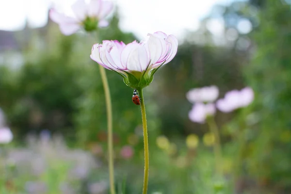 白とピンクの花弁を持つコスモスペパーミントロックの花の狭い茎を登るハーレクインテンダーバード — ストック写真