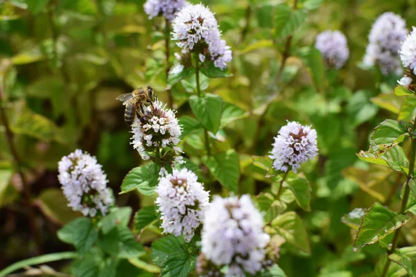 Honungsbi Som Tar Nektar Från Vita Blommor Mynta Örtagård — Stockfoto