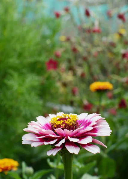田舎の庭の緑豊かな花壇の背景を背景に選択的にピンクのZinnia Whirligig花 — ストック写真