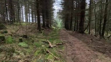 Kozalaklı ağaçlıklarda, yosun ve çam ağaçlarıyla doğal orman yolu.