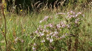 Vahşi Çayır Çiçekleri ve Uzun Çimenler Rüzgarda Sallanıyor