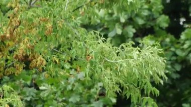 Green Tree Branches Swaying in Wind with Leaves and Seeds