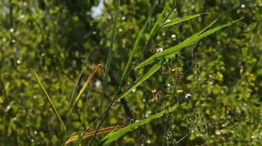 Tall grass and wildflowers swaying in strong wind. Dynamic nature footage with plants moving vigorously against forest background, perfect for outdoor scenes.