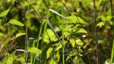 Gentle swaying of lush green plants and grass in the wind, captured in a serene close-up video. This loopable footage clip is perfect B-roll for nature documentaries, and ideal for creating a tranquil atmosphere in meditation guides